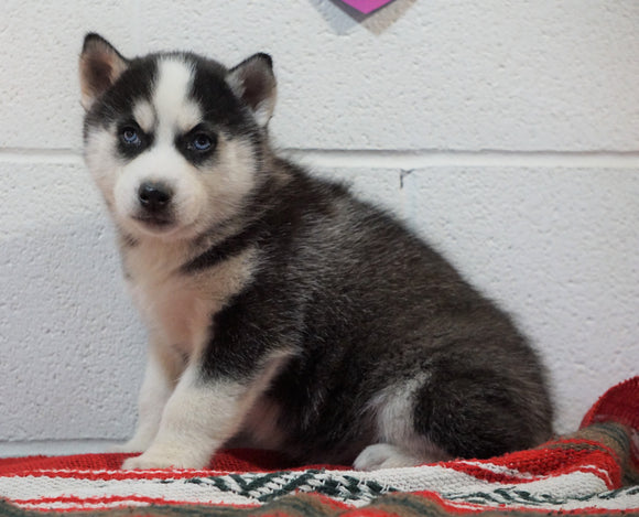 Siberian Husky For Sale Fredericksburg, OH Male - Barney