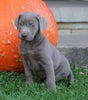 AKC Registered Silver Labrador Retriever For Sale Sugarcreek, OH Female- Goldie