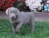 AKC Registered Silver Labrador Retriever For Sale Sugarcreek, OH Female- Goldie