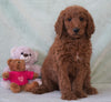 Standard F1B Goldendoodle For Sale Holmesville, OH Male - Beau