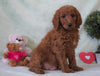 Standard F1B Goldendoodle For Sale Holmesville, OH Male - Beau