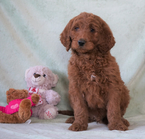 Standard F1B Goldendoodle For Sale Holmesville, OH Male - Brady