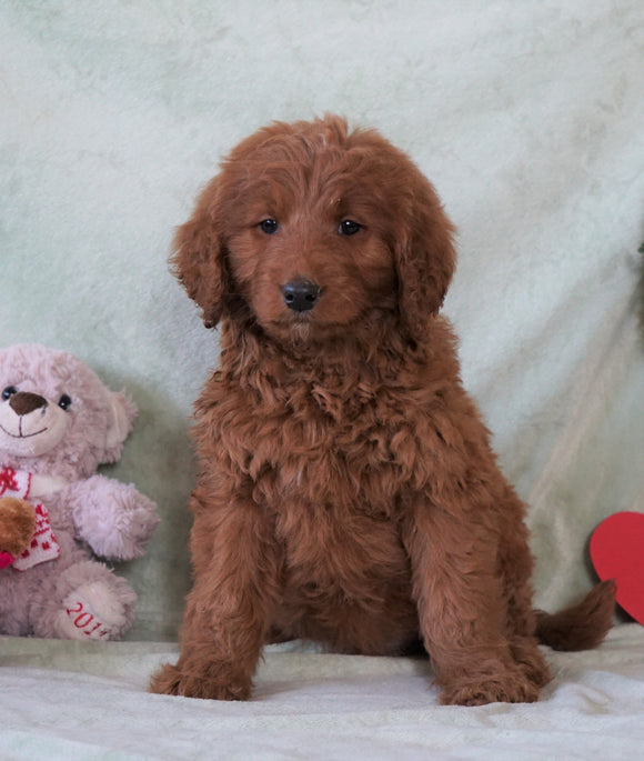 Standard F1B Goldendoodle For Sale Holmesville, OH Male - Harley