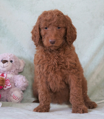 Standard F1B Goldendoodle For Sale Holmesville, OH Female - Lacey