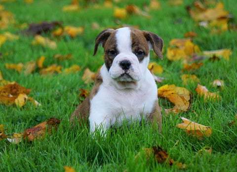 Beabull For Sale Millersburg, OH Male- Hank