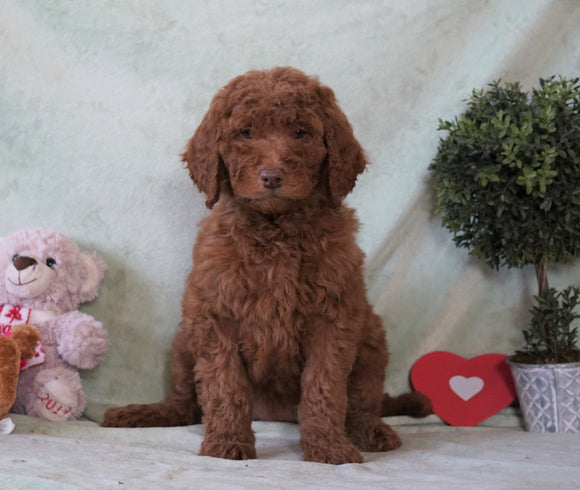 Standard F1B Goldendoodle For Sale Holmesville, OH Female -Avery