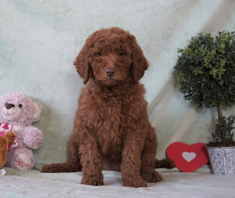 Standard F1B Goldendoodle For Sale Holmesville, OH Female -Avery