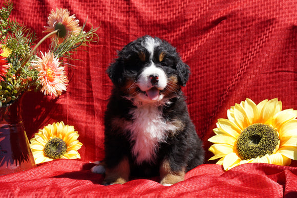 AKC Registered Bernese Mountain Dog Puppy For Sale Baltic Ohio Male Dustin