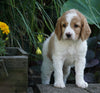 Medium F1BB Goldendoodle For Sale Millersburg, OH Female- Rylie