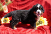 AKC Registered Bernese Mountain Dog Puppy For Sale Baltic Ohio Male Dustin