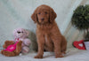 Standard F1B Goldendoodle For Sale Holmesville, OH Female - Gabby