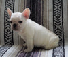 CKC Registered French Bulldog For Sale Millersburg, OH Male- Tony