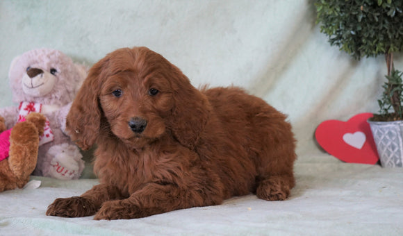 Standard F1B Goldendoodle For Sale Holmesville, OH Female - Tye