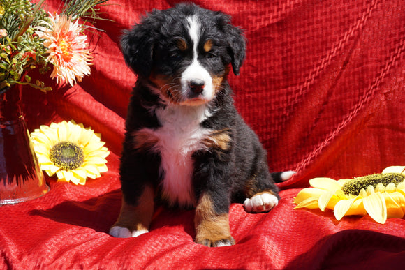 AKC Registered Bernese Mountain Dog Puppy For Sale Baltic, OH Male Dakota