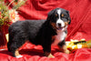 AKC Registered Bernese Mountain Dog Puppy For Sale Baltic, OH Male Dakota