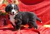 AKC Registered Bernese Mountain Dog Puppy For Sale Baltic, OH Male Dakota