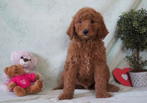Standard F1B Goldendoodle For Sale Holmesville, OH Male - Winston