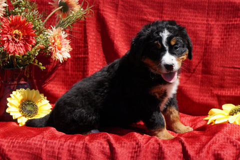 AKC Registered Bernese Mountain Dog Puppy For Sale Baltic, OH Female Dolly