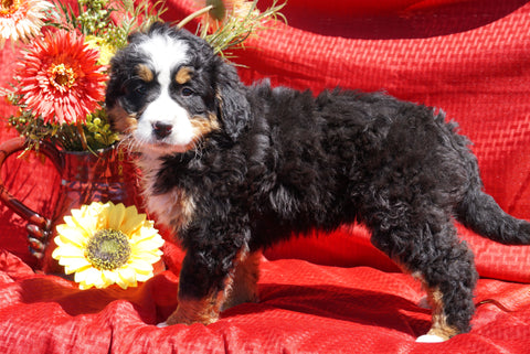 AKC Registered Bernese Mountain Dog Puppy For Sale Baltic, OH Female Daisy
