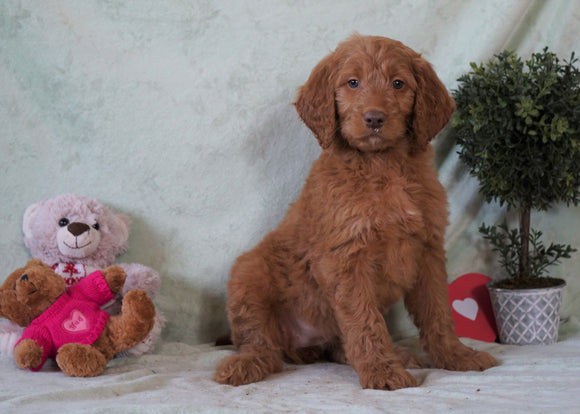 Standard F1B Goldendoodle For Sale Holmesville, OH Female - Hershey