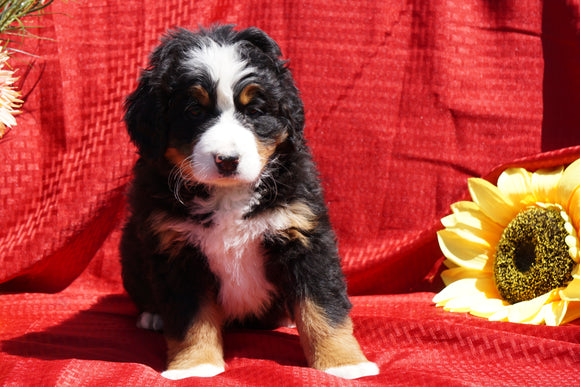 AKC Registered Bernese Mountain Dog Puppy For Sale Baltic, OH Female Dutchess