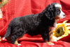 AKC Registered Bernese Mountain Dog Puppy For Sale Baltic, OH Female Dutchess