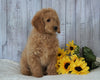 F1B Mini Goldendoodle For Sale Holmesville, OH Male - Frankie
