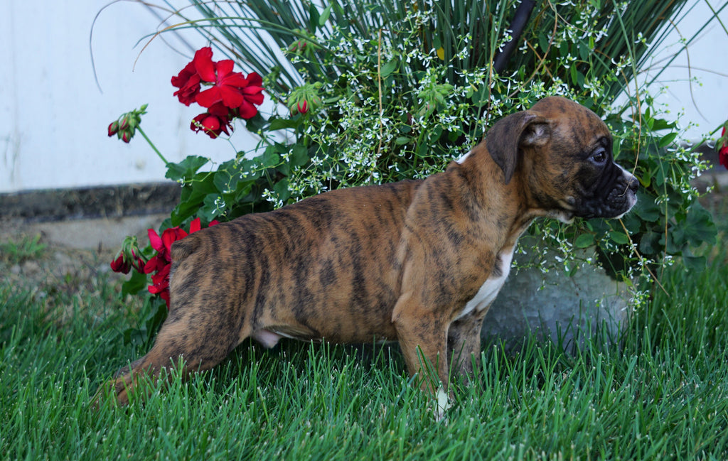 AKC Registered Boxer For Sale Fredericksburg, OH Male- Max – AC Puppies LLC