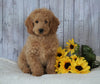 F1B Mini Goldendoodle For Sale Holmesville, OH Male - Frankie