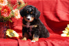AKC Registered Bernese Mountain Dog Puppy For Sale Baltic, OH Female Darla