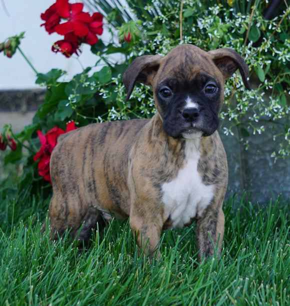 AKC Registered Boxer For Sale Fredericksburg, OH Male- Mike