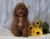 F1B Mini Goldendoodle  For Sale Holmesville OH Male- Nick