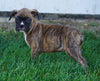 AKC Registered Boxer For Sale Fredericksburg, OH Male- Mike