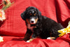 AKC Registered Bernese Mountain Dog Puppy For Sale Baltic, OH Female Darla