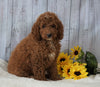 F1B Mini Goldendoodle  For Sale Holmesville OH Male- Nick