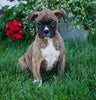 AKC Registered Boxer For Sale Fredericksburg, OH Male- Mike