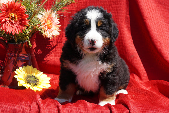 AKC Registered Bernese Mountain Dog Puppy For Sale Baltic, OH Female Dallas