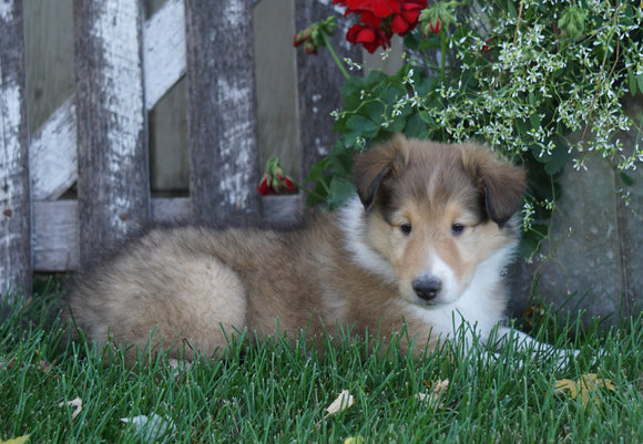 AKC Registered Lassie Collie For Sale Fredericksburg, OH Male- Lincoln