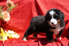 AKC Registered Bernese Mountain Dog Puppy For Sale Baltic, OH Female Dallas