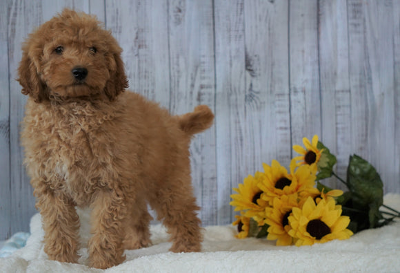 F1B Mini Goldendoodle For Sale Holmesville OH Male- Chase