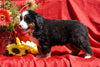 AKC Registered Bernese Mountain Dog Puppy For Sale Baltic, OH Female Dallas