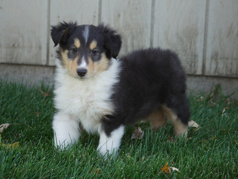 AKC Registered Lassie Collie For Sale Fredericksburg, OH Male- Leo