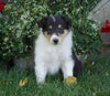 AKC Registered Lassie Collie For Sale Fredericksburg, OH Male- Toby