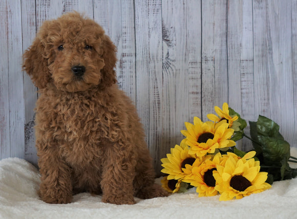 F1B Mini Goldendoodle For Sale Holmesville, OH Male - Jose