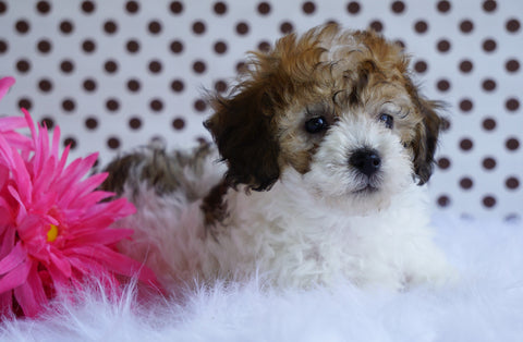 Toy Poodle For Sale Fredericksburg, OH Female- Bristol