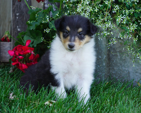 AKC Registered Lassie Collie For Sale Fredericksburg, OH Female- Tina