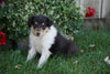 AKC Registered Lassie Collie For Sale Fredericksburg, OH Female- Tina