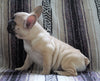 English Bulldog Mix For Sale Millersburg, OH Male- Charles