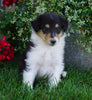 AKC Registered Lassie Collie For Sale Fredericksburg, OH Male- Tyler