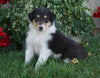AKC Registered Lassie Collie For Sale Fredericksburg, OH Male- Tyler